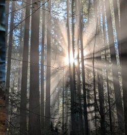 Sunlight through the forest canopy over a trail